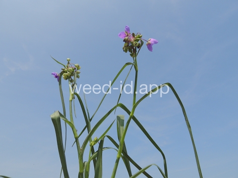 spiderwort, common